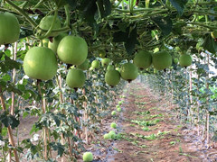 大卖农业开发菜园发展香芋瓜种子技术生产图片