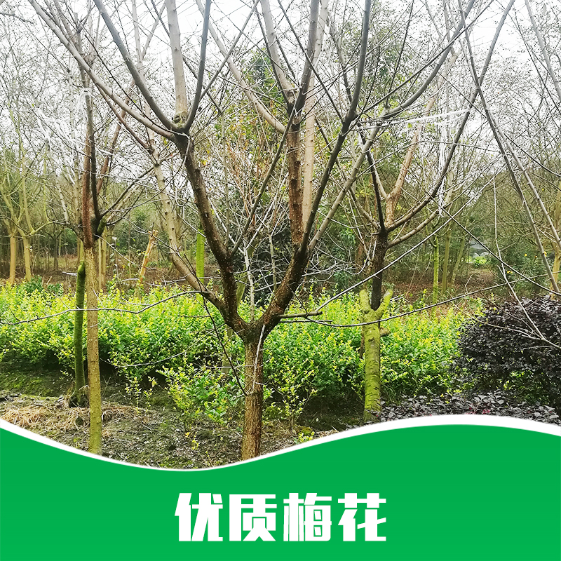 成都梅花种植基地直销成都梅花种植基地直销|梅花批发|梅花嫁接|梅花树苗|梅花嫁接|产地直销|批发价格|优势供应商