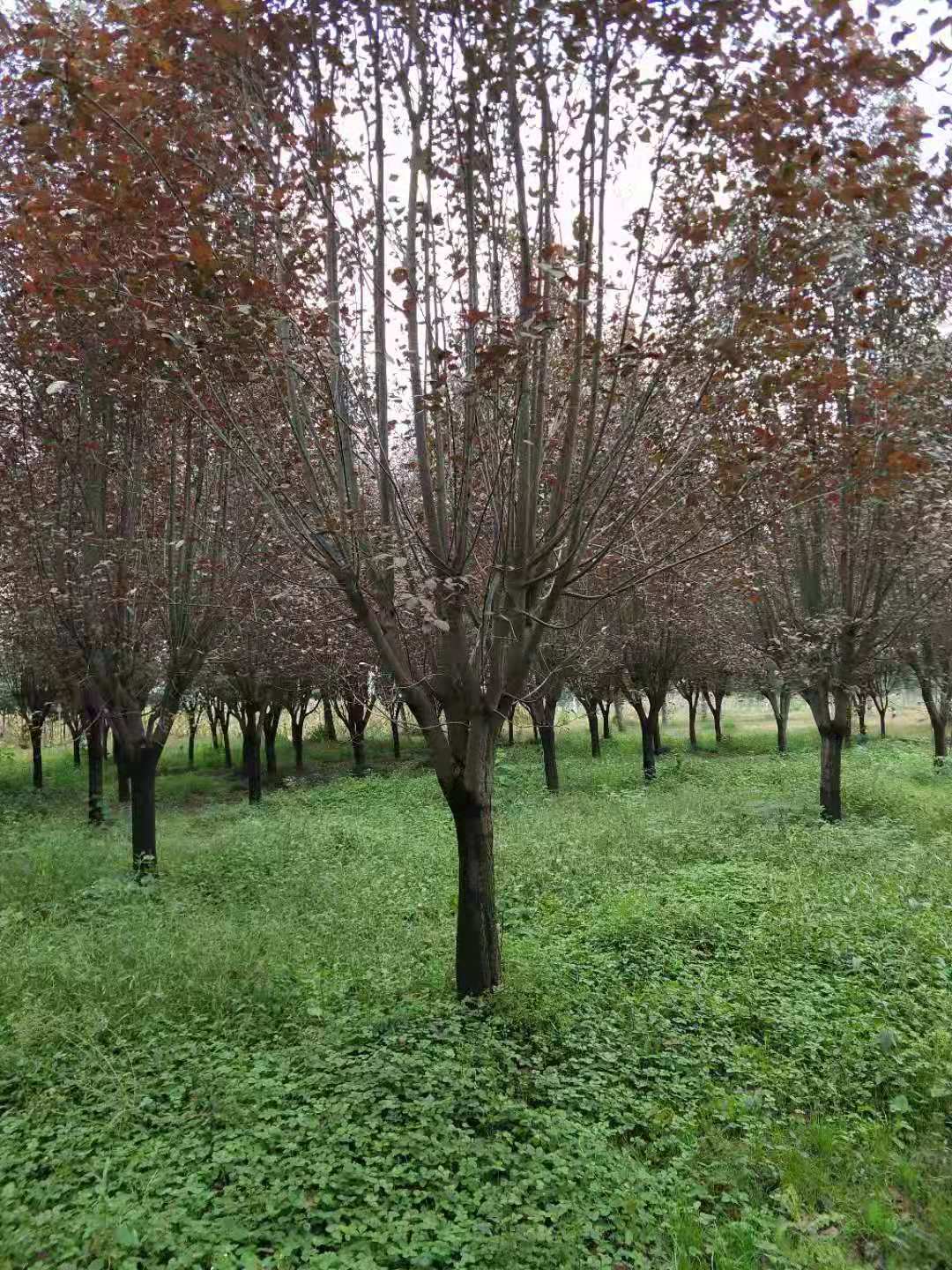 西安红叶李  红叶李 红叶李批发 红叶李种植基地 红叶李大量出售 红叶李价格