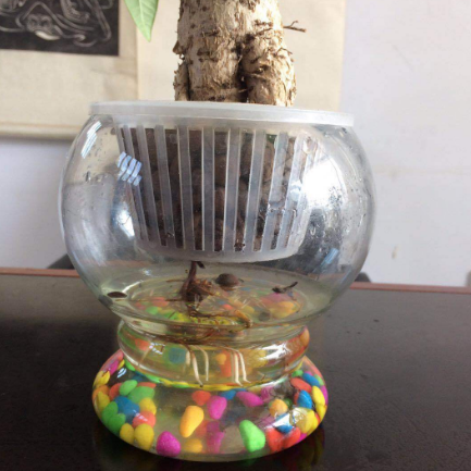 供应透明台式玻璃花瓶 绿萝花器  桌面摆件 带底水培加厚花瓶 花瓶哪家好