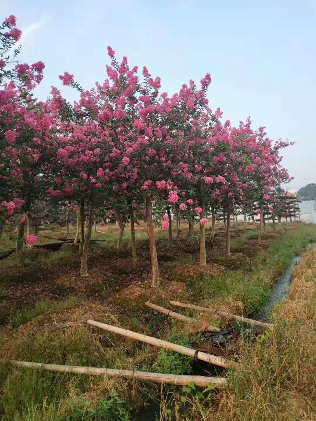 紫微苗，湖南紫微种植基地、湖南紫微基地报价、湖南紫微批发价格 紫微苗