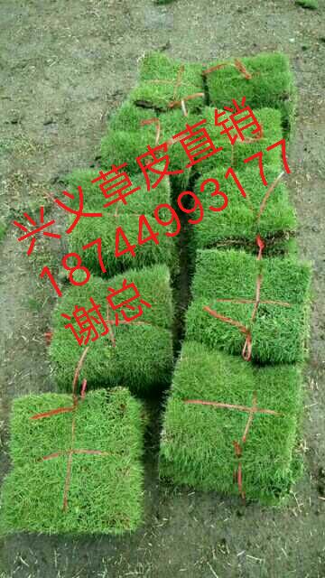 【兴义马尼拉草坪】兴义那里有草皮卖？  台湾青草皮 马尼拉草坪图片