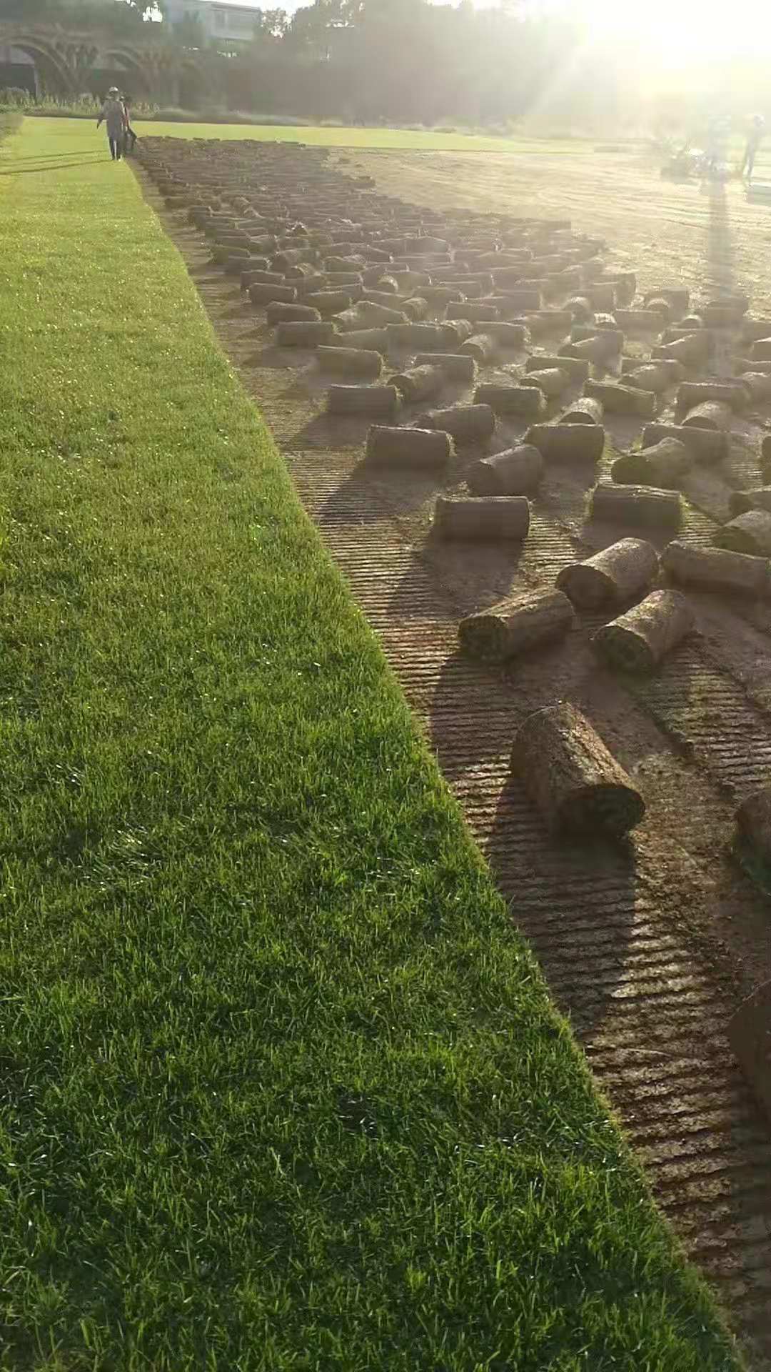 草皮，百慕大草皮，混播草，台湾青，湖南草皮种植基地图片