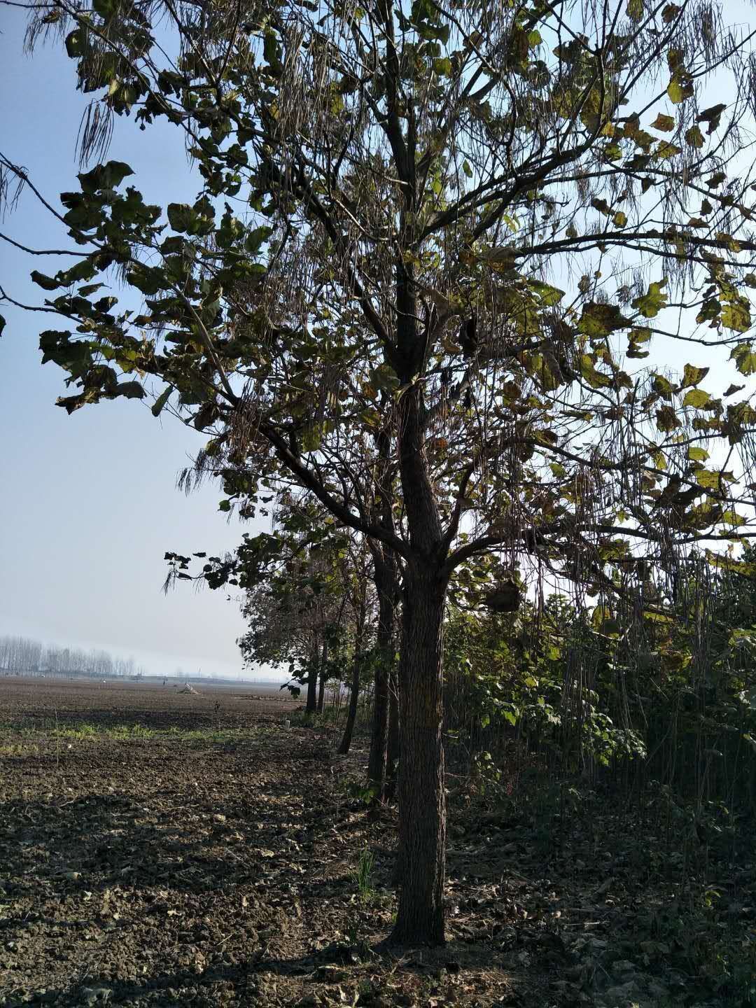 河南哪里有梓树卖河南哪里有梓树卖｜河南梓树种植基地｜河南梓树基地直供