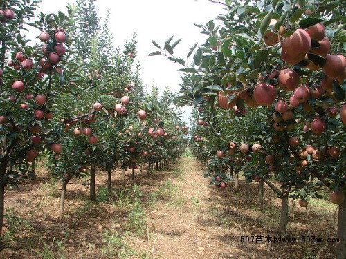 运城市12公分苹果树=12公分苹果树价厂家