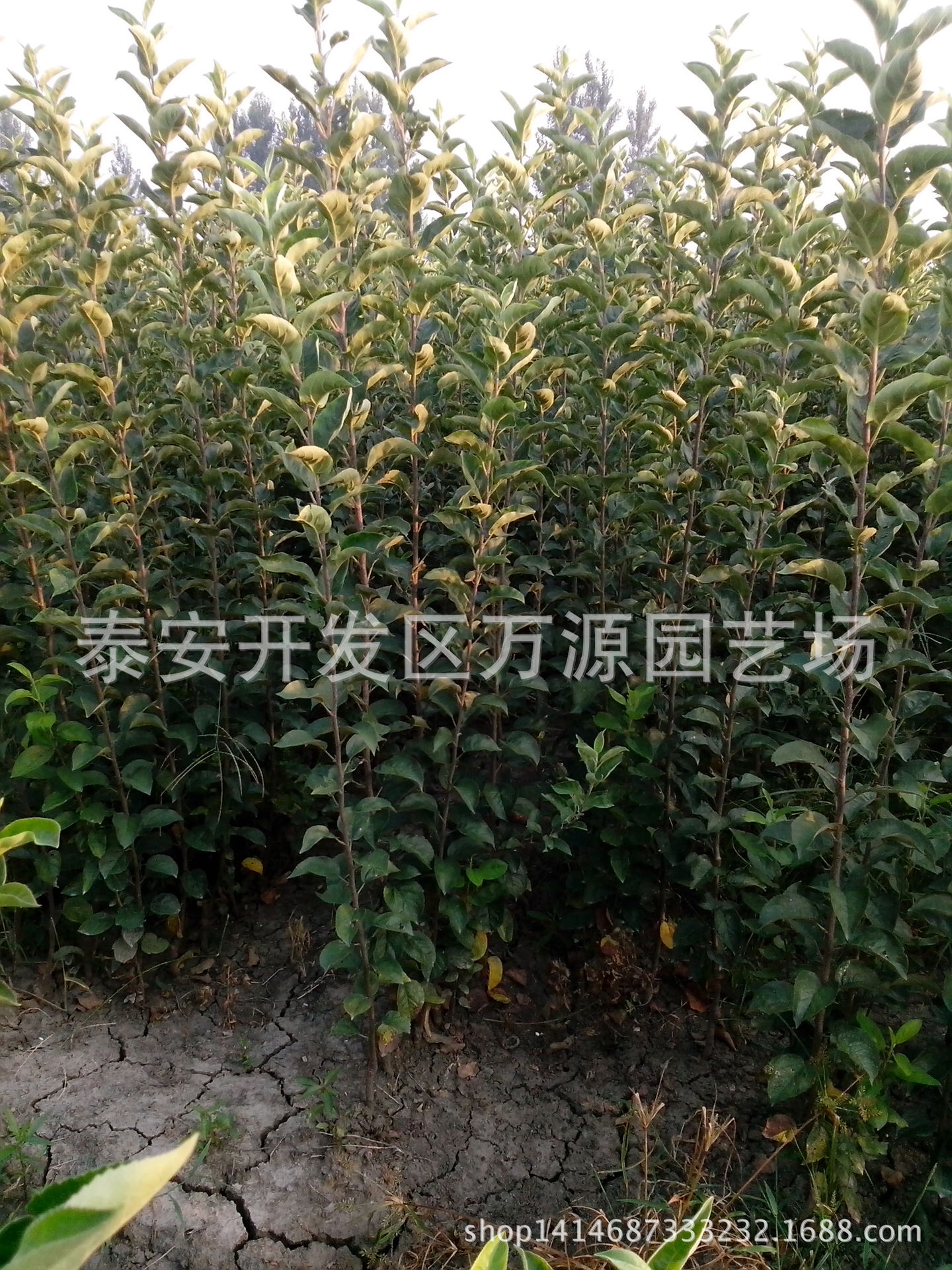 矮化苹果苗 苹果苗价格 河南苹果苗 苹果苗生产家 四季苹果苗 苹果苗批发 苹果苗产品 苹果苗生产 苹果苗直销厂家图片