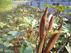 供应新鲜种子红秋葵菜批发基地