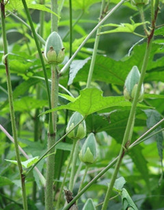 供应农家好吃菜黄秋葵种子批发种植基地