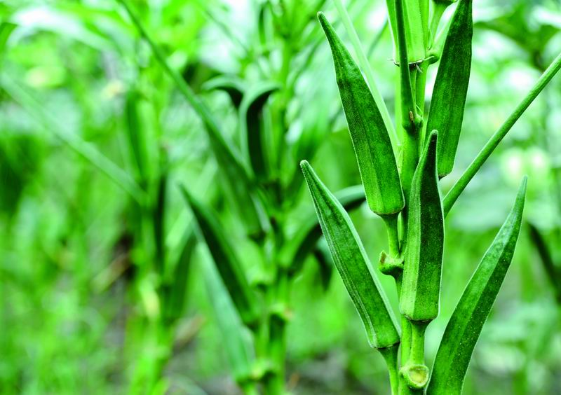 供应农家好吃菜黄秋葵种子批发种植基地