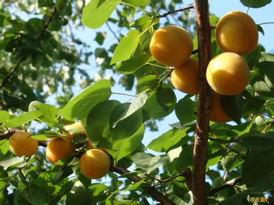 大果凯特杏2号新品种，优质杏，杏树苗价格，杏树苗批发图片