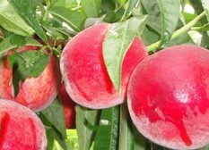 早熟红油桃--新中油早红，优质早熟红油桃，早熟红油桃新品种，早熟红油桃树苗