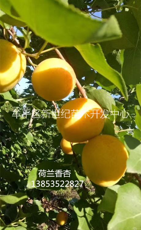 种植荷兰香杏的好处 香蜜杏的八大特点 荷兰香蜜杏