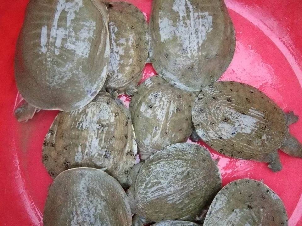 湖南甲鱼苗养殖场大量批发出售纯种中华鳖甲鱼种苗多少钱一斤