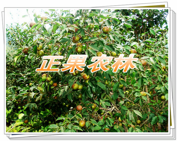 柳州市软枝油茶苗厂家