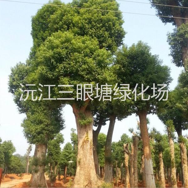 湖南香樟树种植基地批发