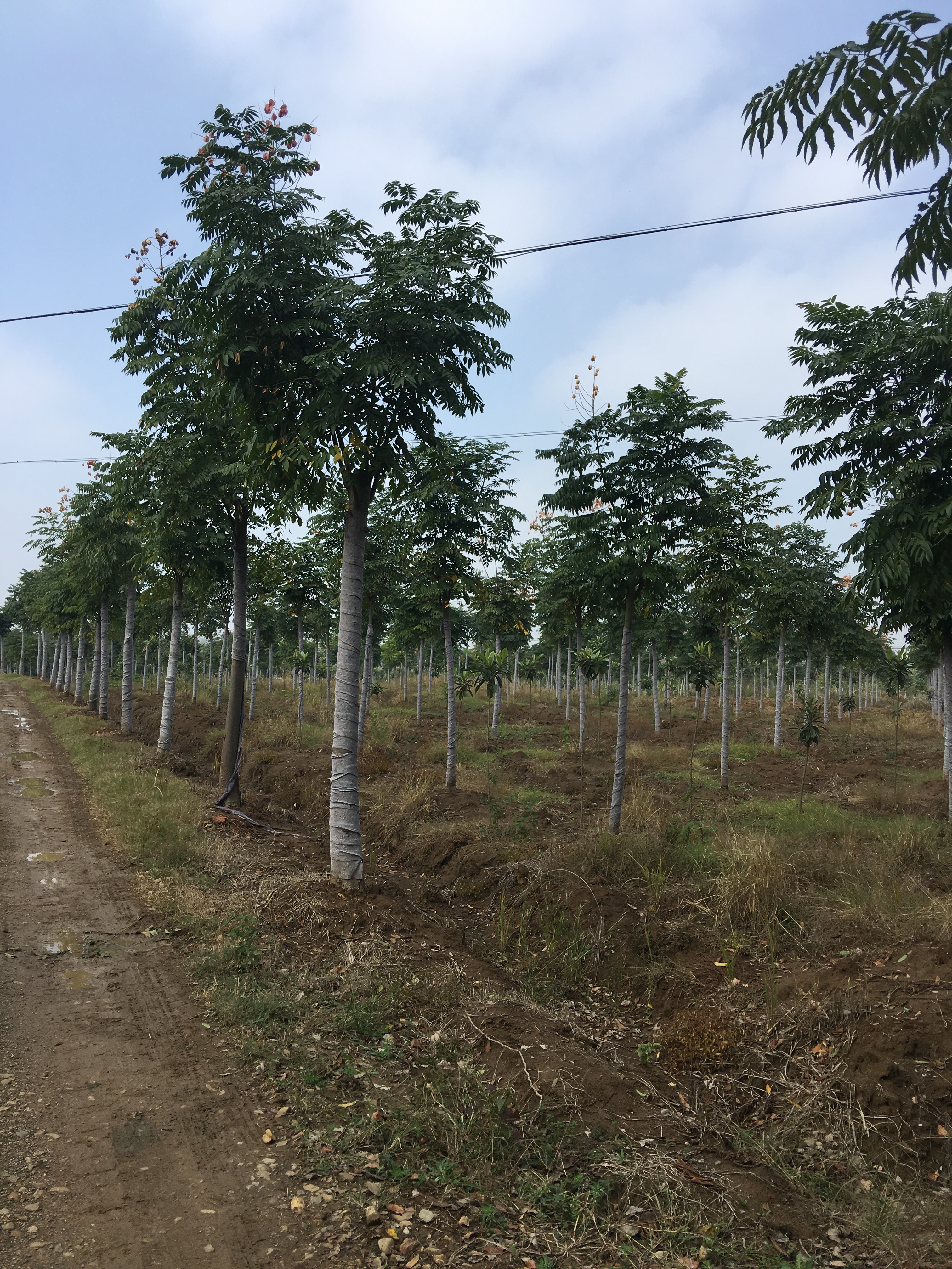 栾木苗-荆州栾木苗公司-荆州栾木苗基地-荆州哪里有栾木苗圃-荆州栾木苗报价