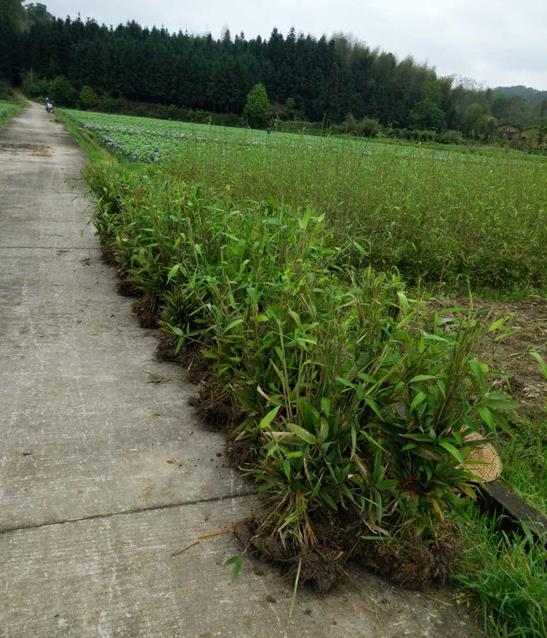 南平市优质毛竹苗厂家认识优质毛竹苗的作用及用途