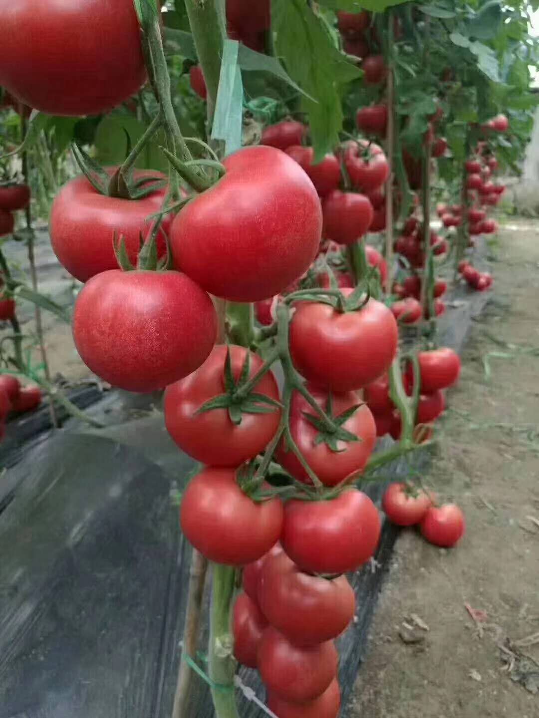 高盛美粉果番茄种子种苗