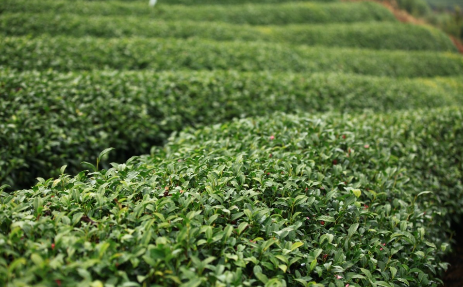 优质福建茶盆景多少钱一盘