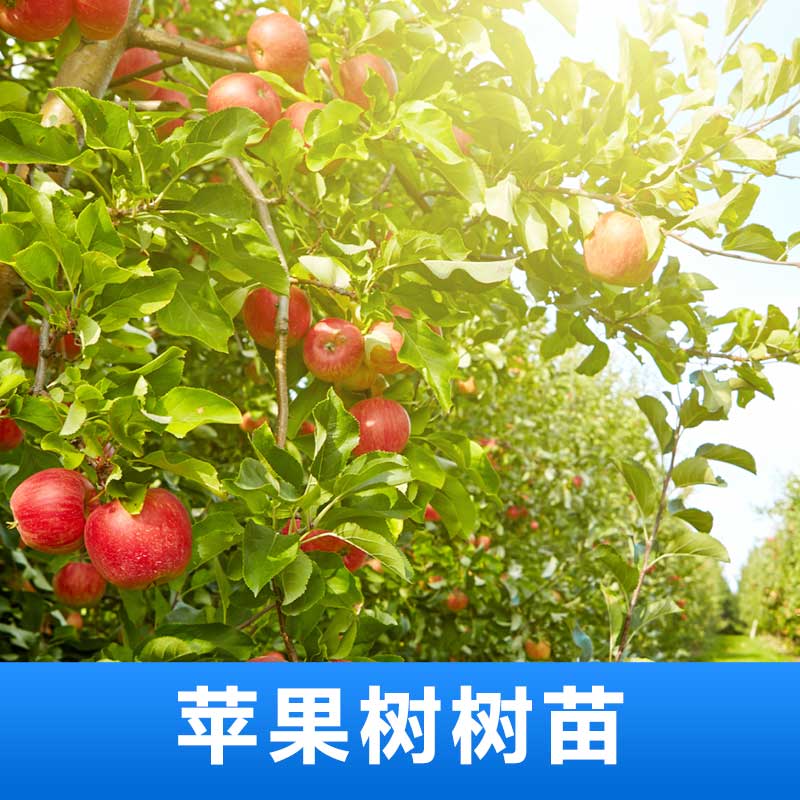 苹果树树苗 苹果树树苗批发 苹果树树苗价格 苹果苗木 厂家直销 品质保障图片