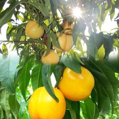 中油21号油桃 中油21号油桃新品种 ，优质油桃，油桃新品种，油桃树苗 中油21号油桃树苗