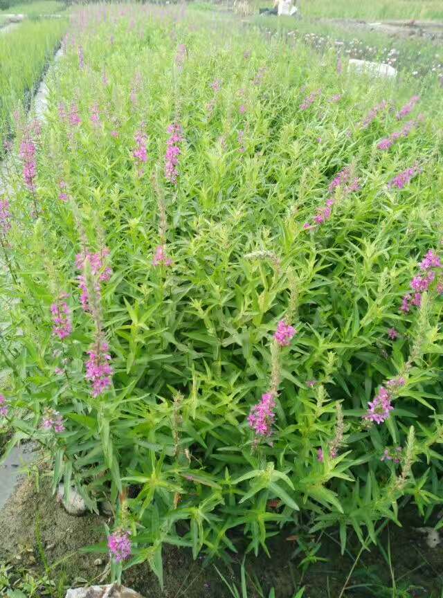 长沙小天使基地直销｜长沙水生植物基地｜长沙哪里卖水生植物｜长沙水生植物供应商|长沙水生植物销售｜长沙水生植物基地直销