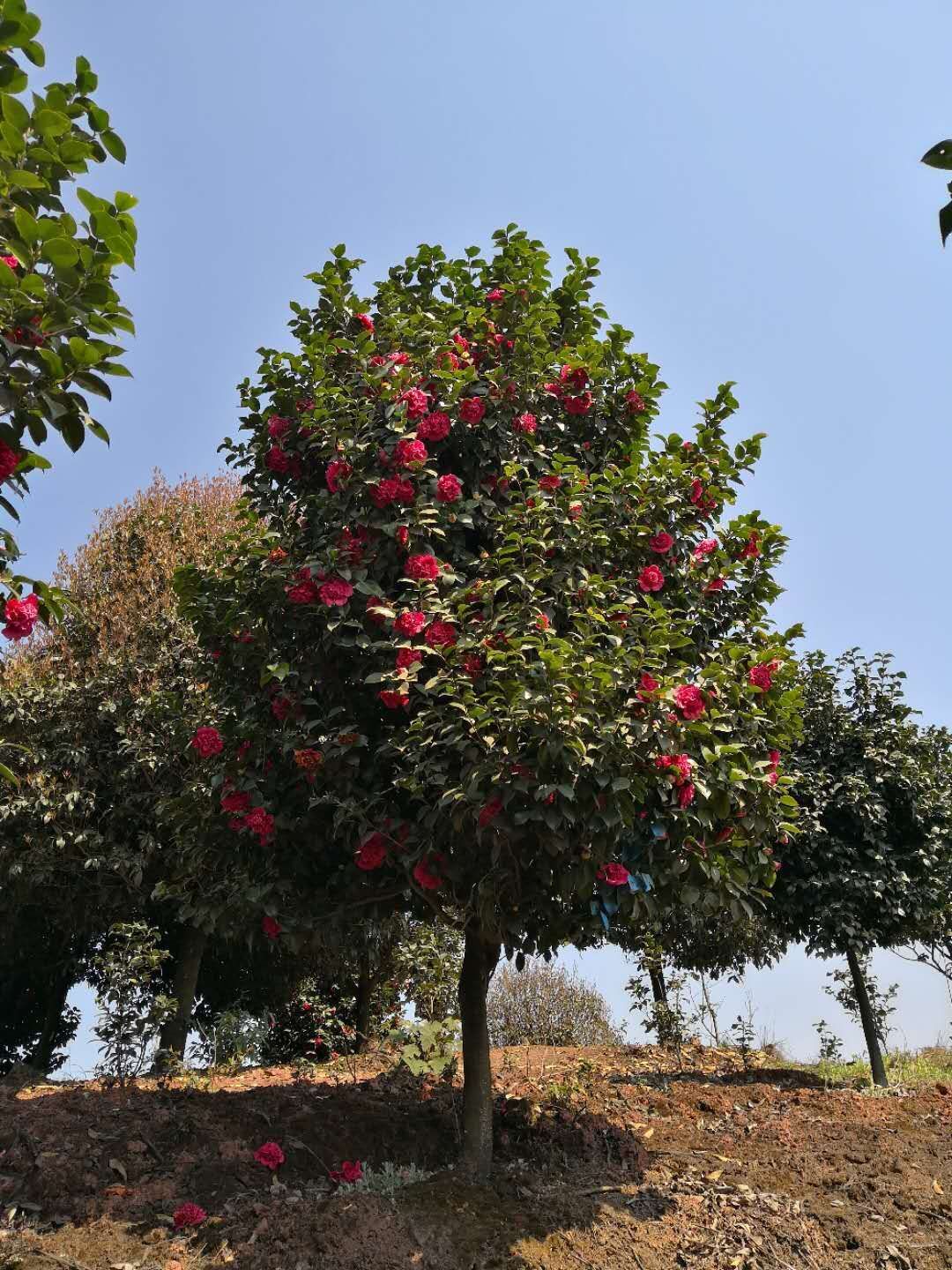 茶花哪里有卖  茶花种植基地  茶花多少钱