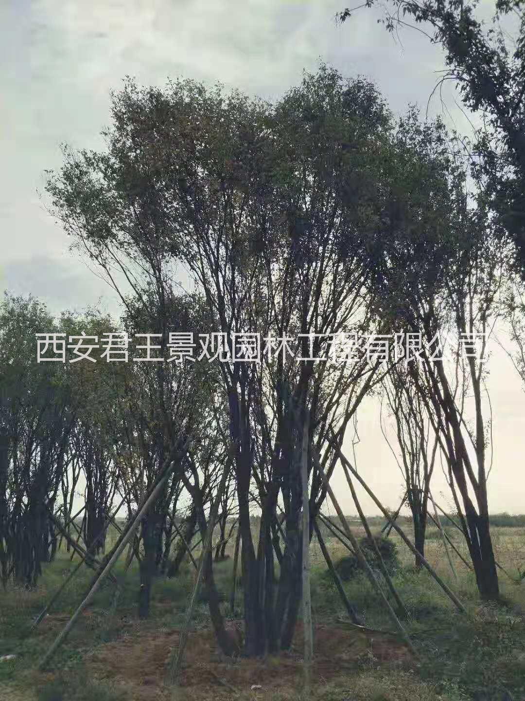西安茶条槭
