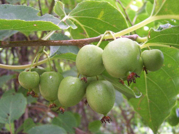 基地直供特色珍品软枣猕猴桃苗种植栽培图片