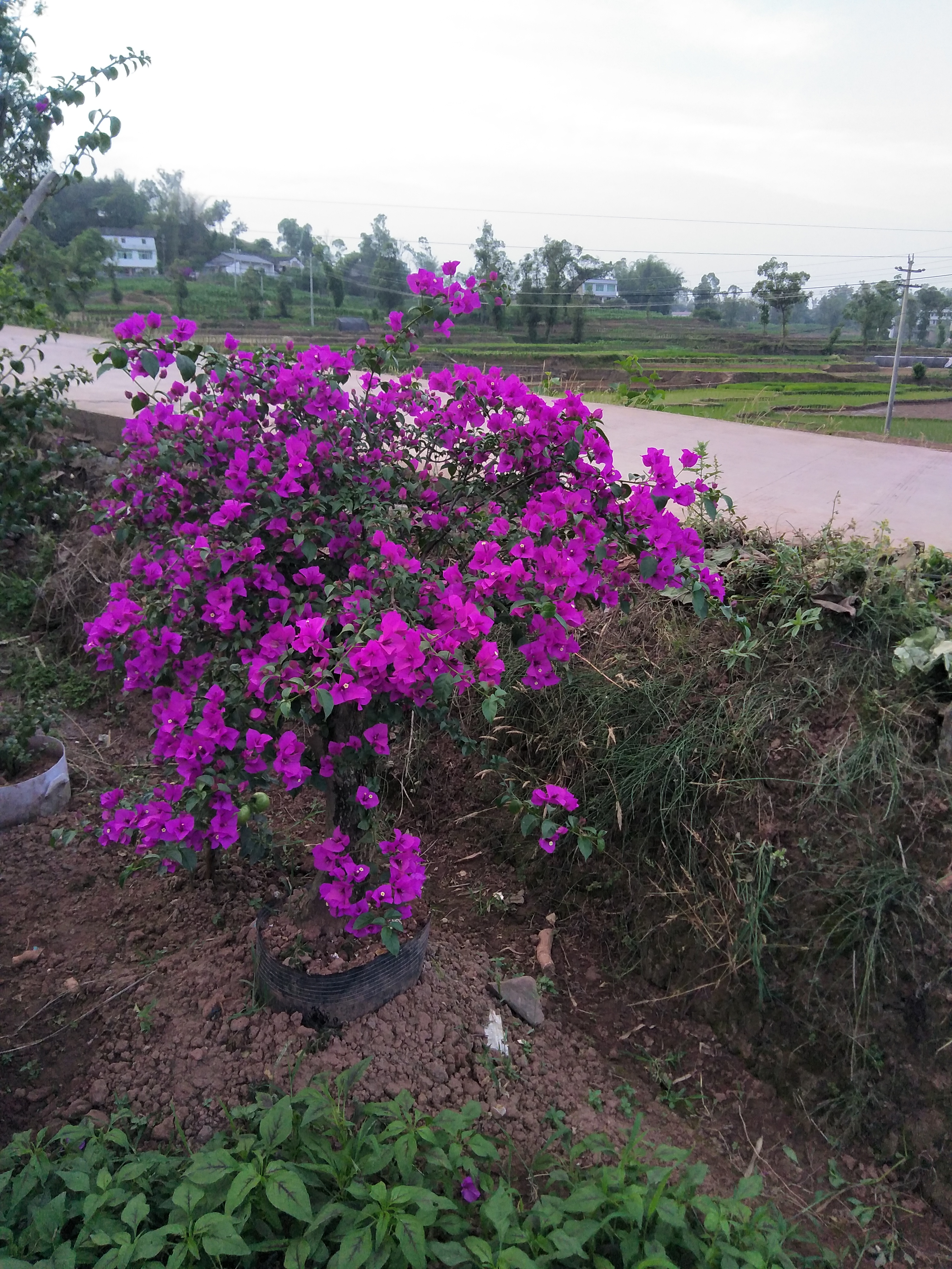 宜宾市三角梅种植基地厂家