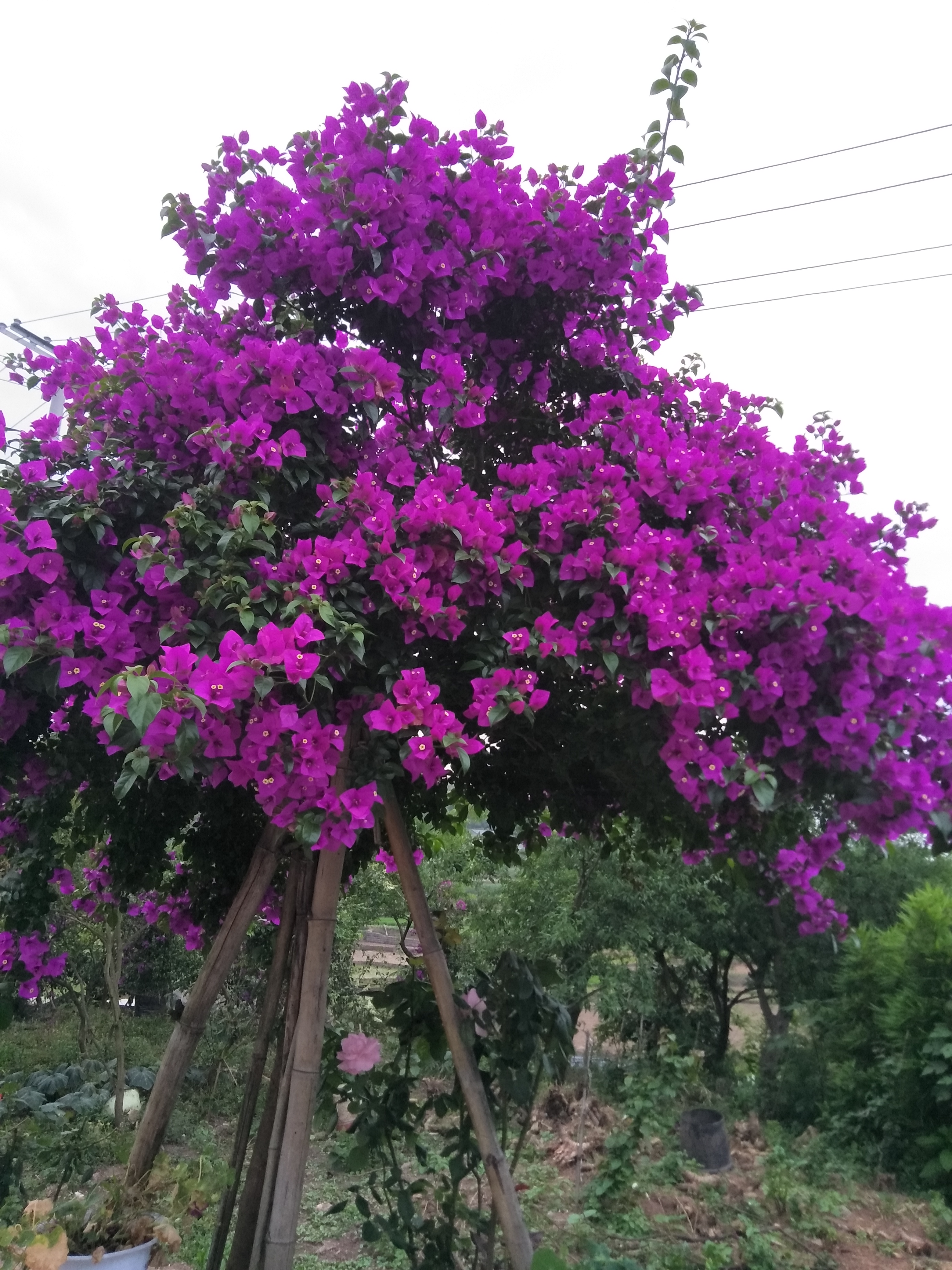 三角梅种植基地三角梅基地 三角梅专业种植 三角梅种植基地