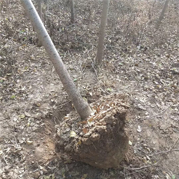 手持式起树机 树木苗木移栽断根机 便携式起土球挖树机