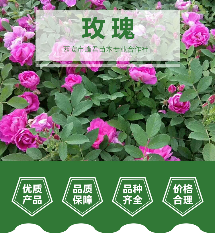 西安玫瑰花苗/西安玫瑰花苗基地/西安玫瑰花苗批发图片