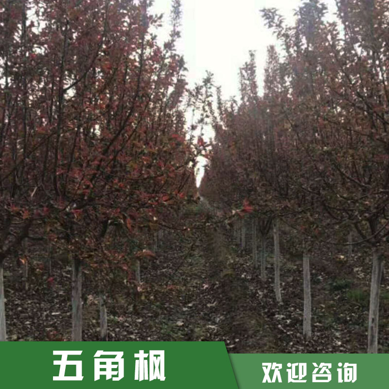 基地直销工程绿化树木五角枫 易成活易管理根系五角枫 品种齐全欢迎咨询