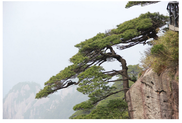 迎客松，山东迎客松，莱芜迎客松，聊城迎客松