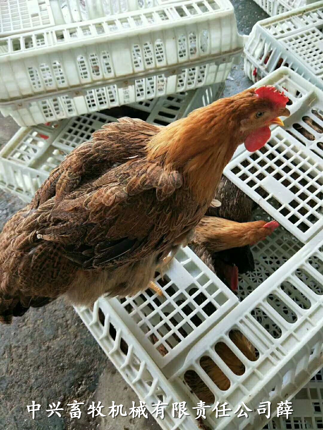 加高装鹅笼拉鸭周转箱 塑料鸭筐运输鸡笼厂家