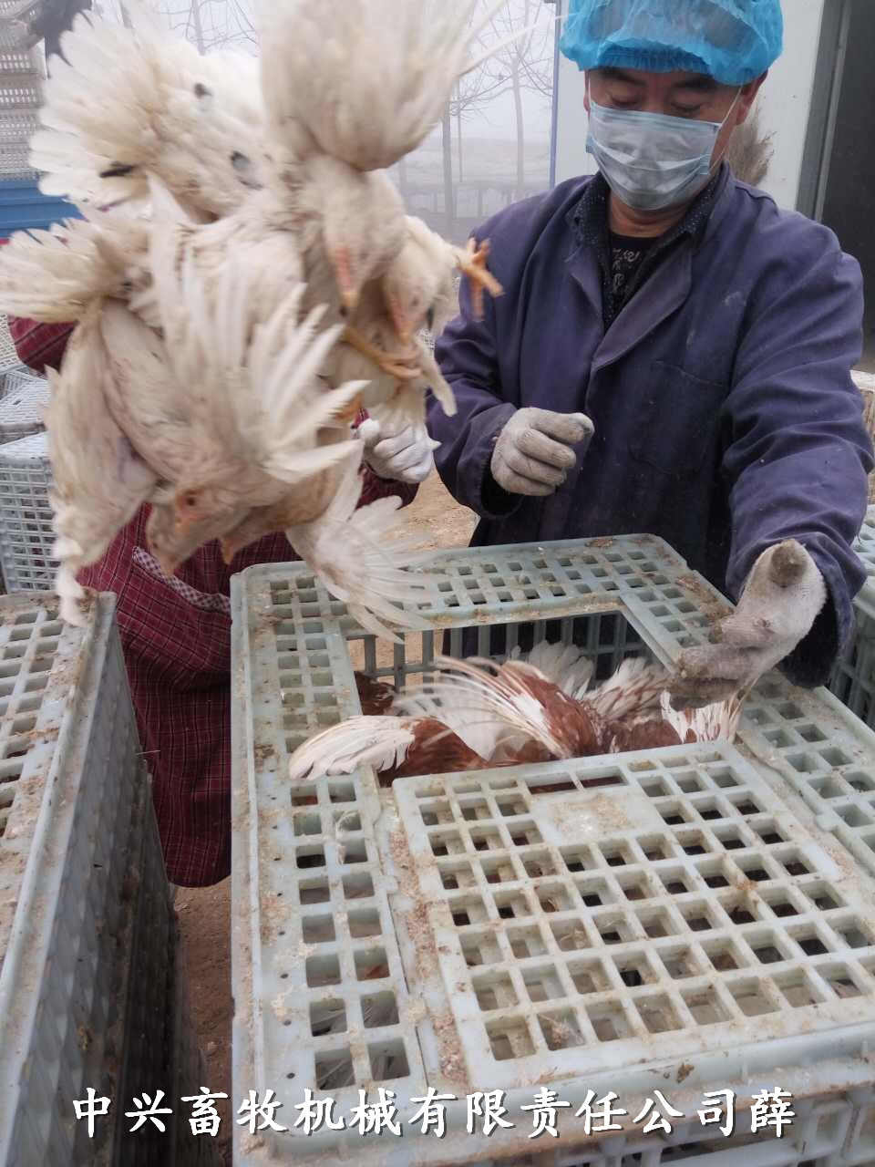 潍坊市塑料运输鸡笼厂家生产塑料运输鸡笼方形耐摔鸡筐生产厂家