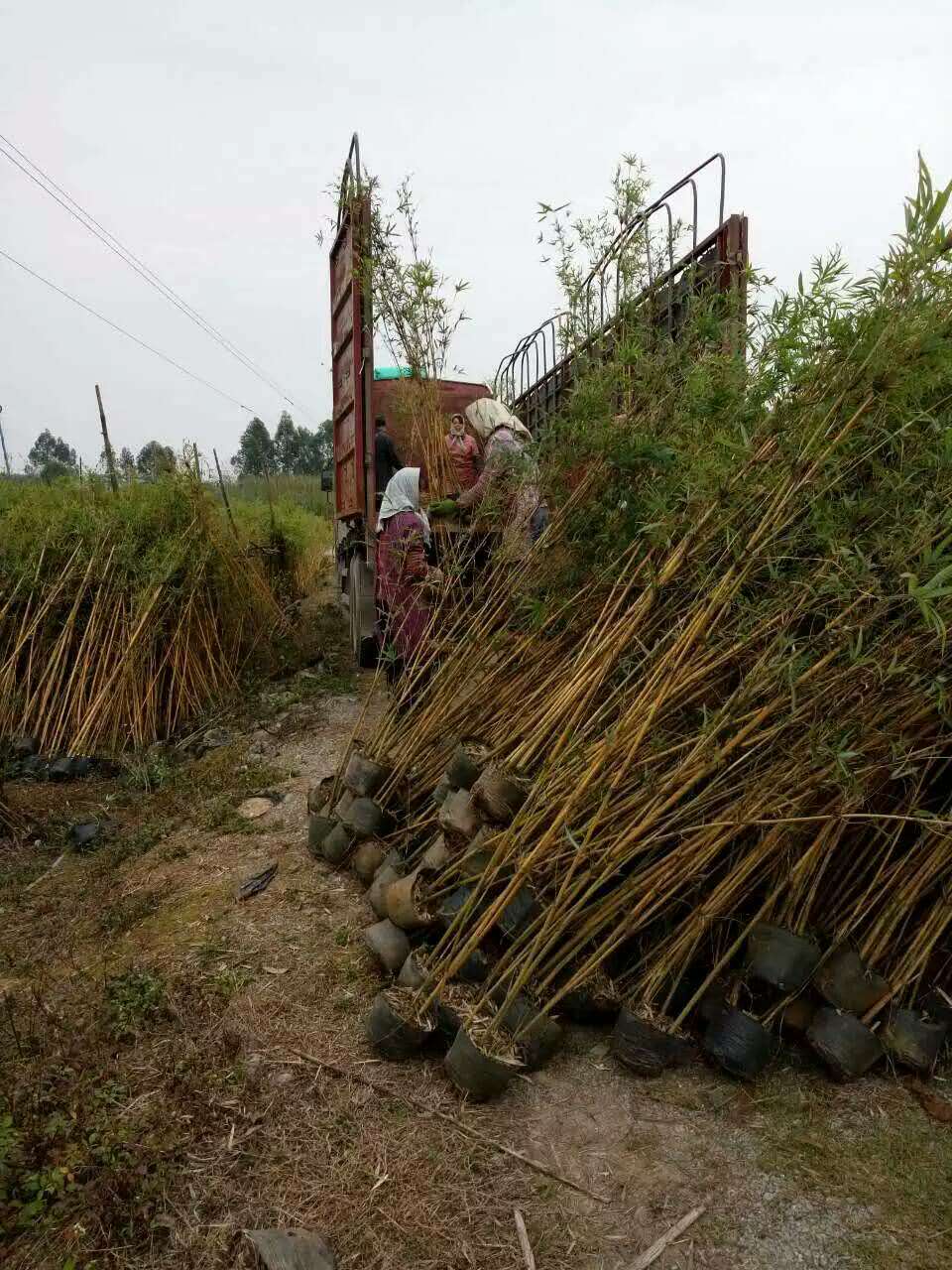 佛山市黄金竹厂家