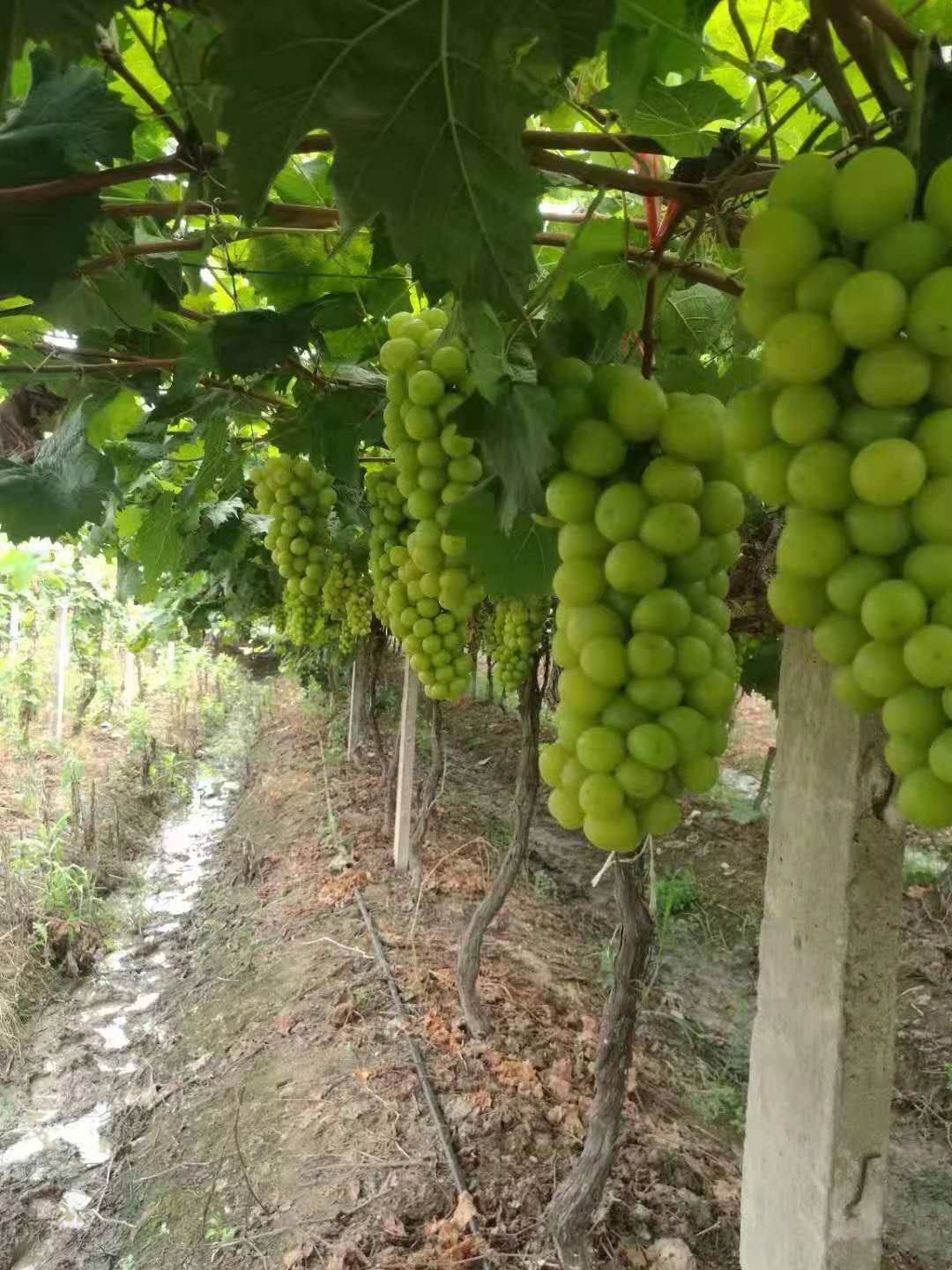 葡萄种植葡萄苗木的方法