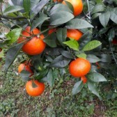 供应优良品种果冻橙苗特色技术栽培