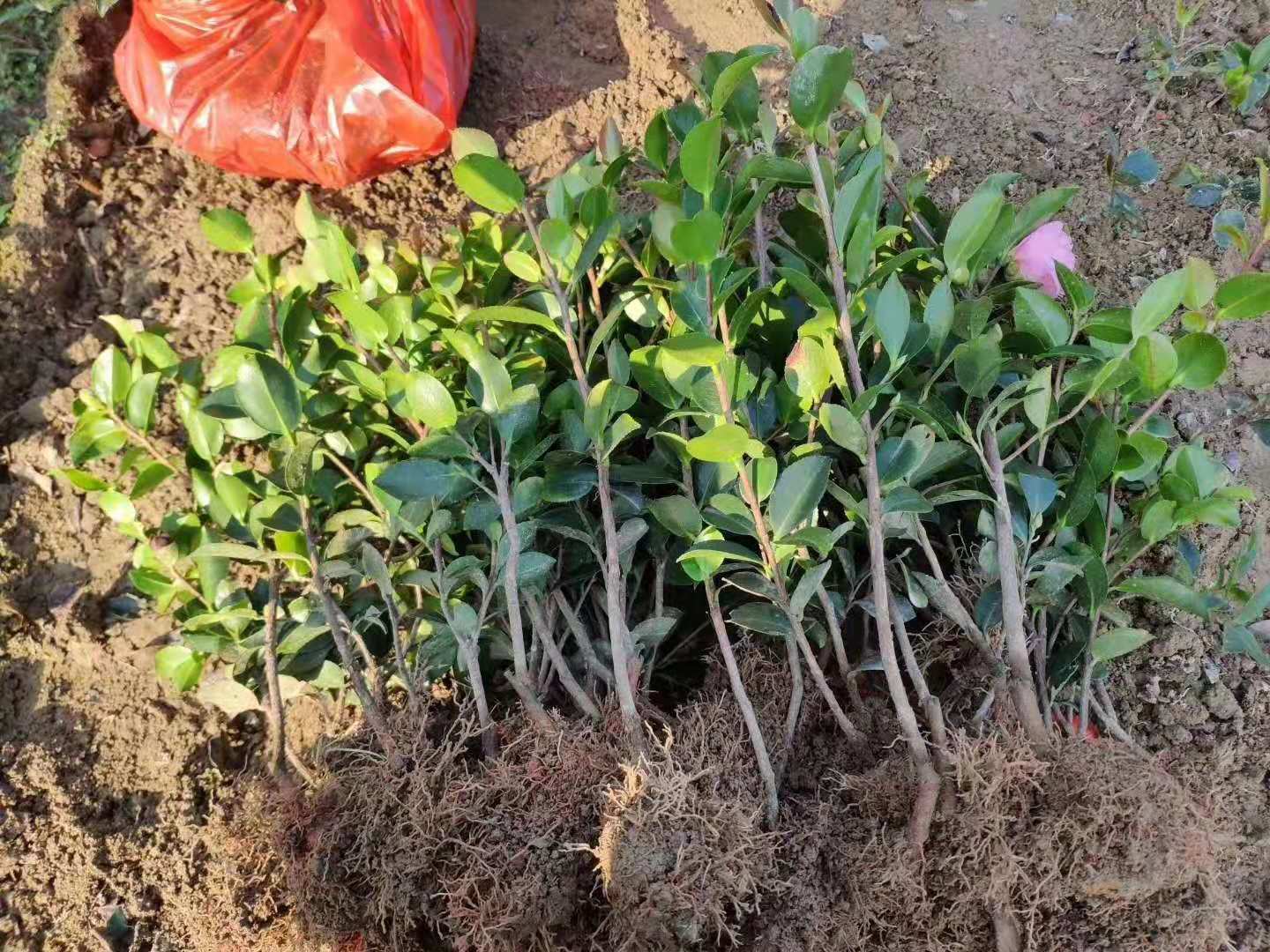 江西油茶价格，江西油茶苗批发，吉安油茶价格 油茶苗价格