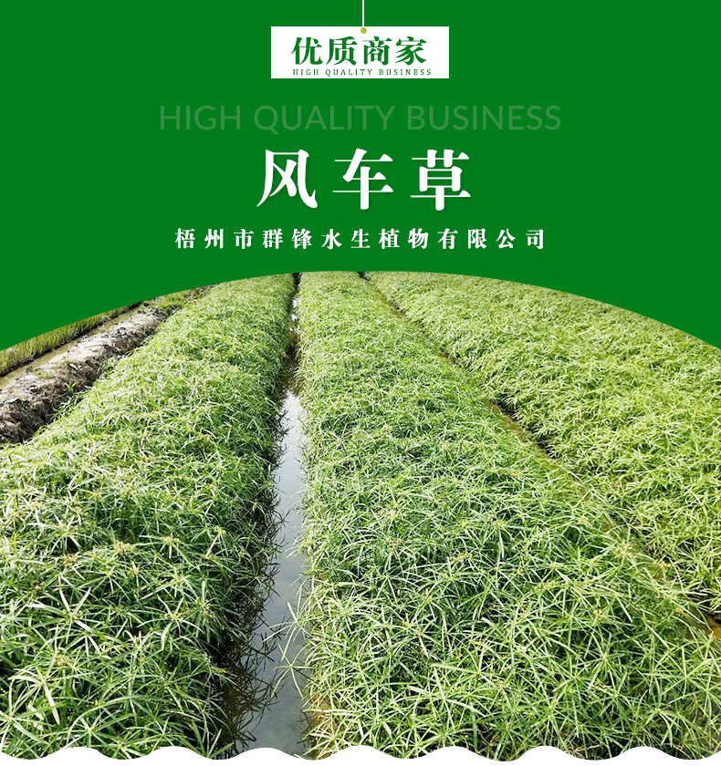 重庆哪里卖水生植物-水生植物种植物基地批发供应价格