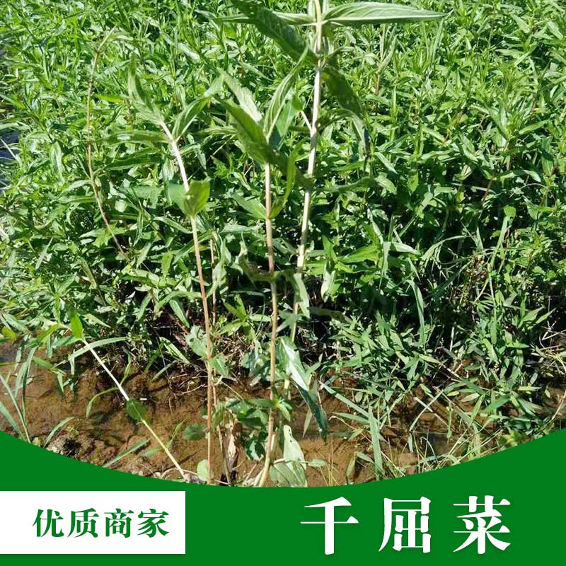 云南千屈菜基地直销、批发、大量供应【梧州市群锋水生植物有限公司】