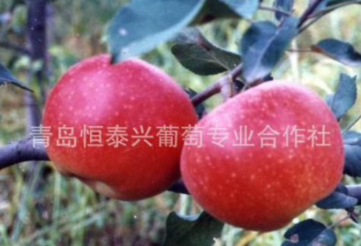 供应恒泰兴一级优质苹果苗 成活率高