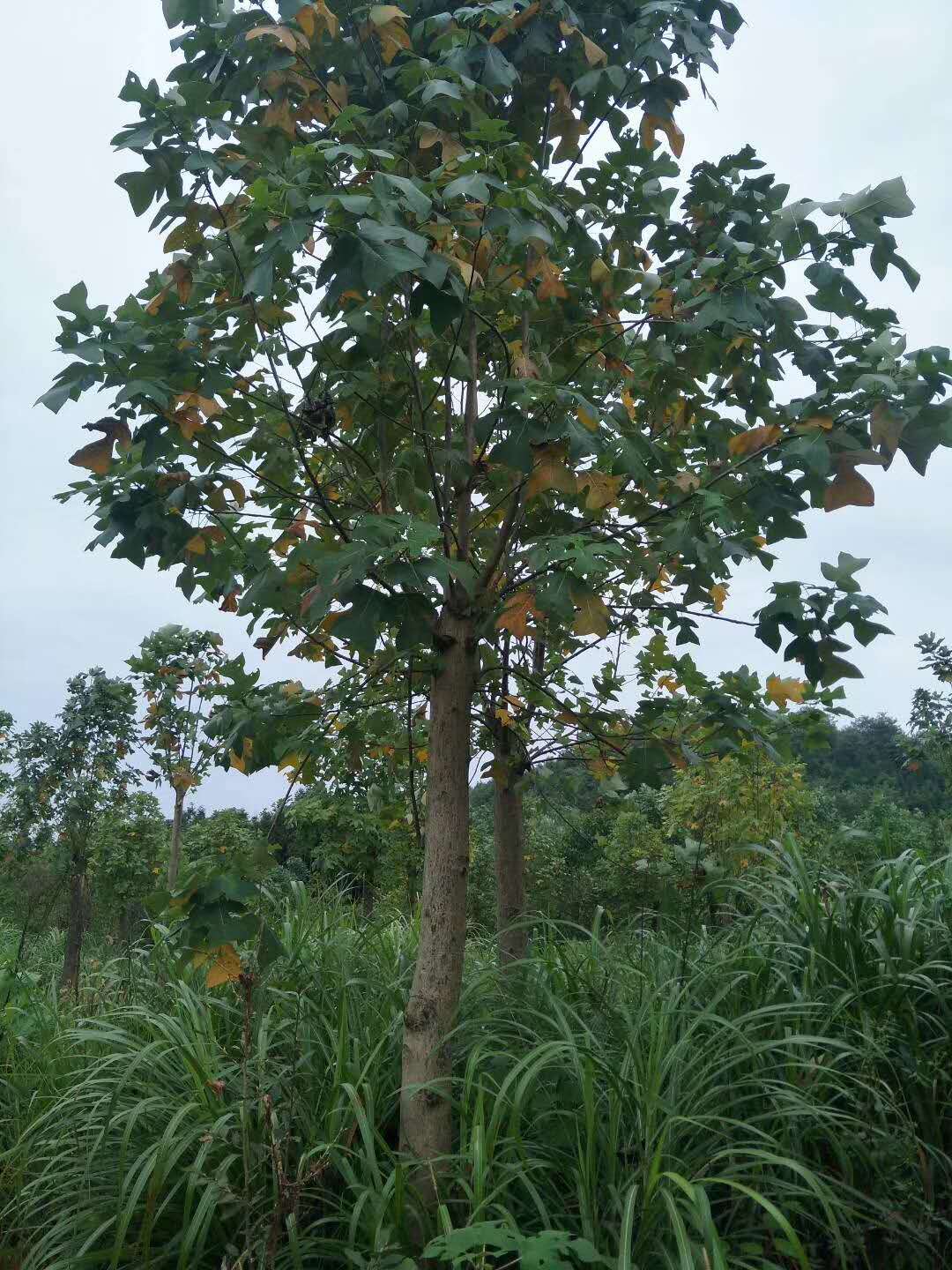 马褂木的种植方法图片