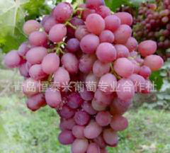葡萄苗----玫瑰香葡萄 苗 优质葡萄苗 黑芭拉多图片