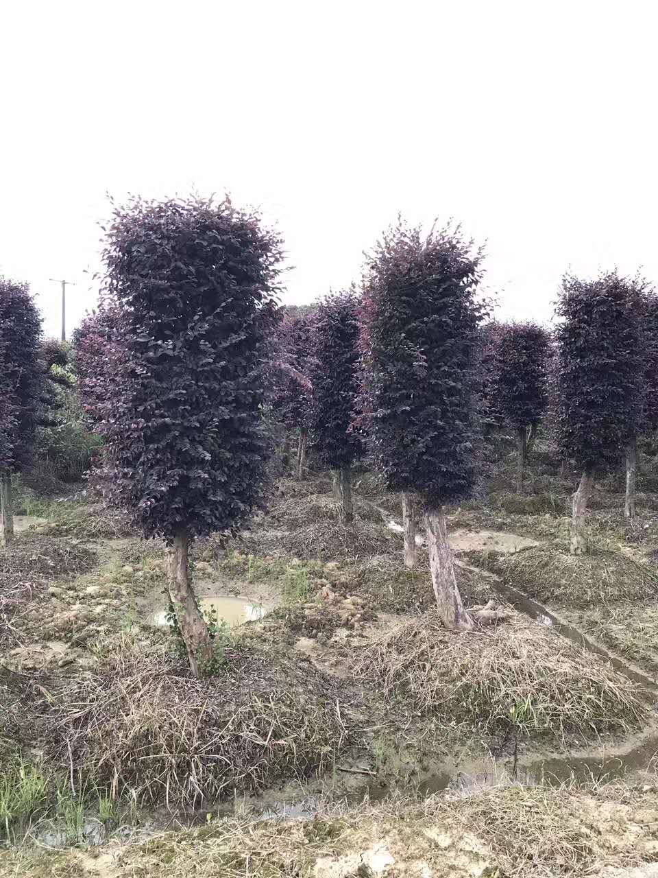 红花继木的种植方法图片