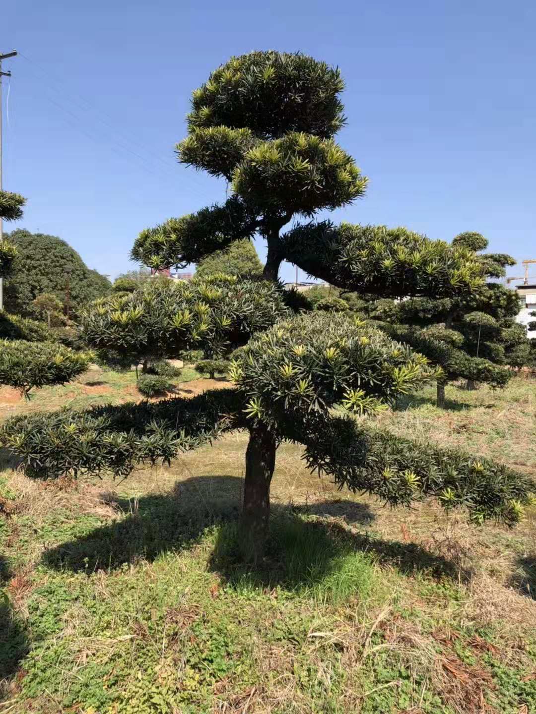 罗汉松罗汉松的种植方法