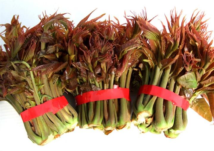 天然绿色蔬菜红油香椿苗特色种植图片