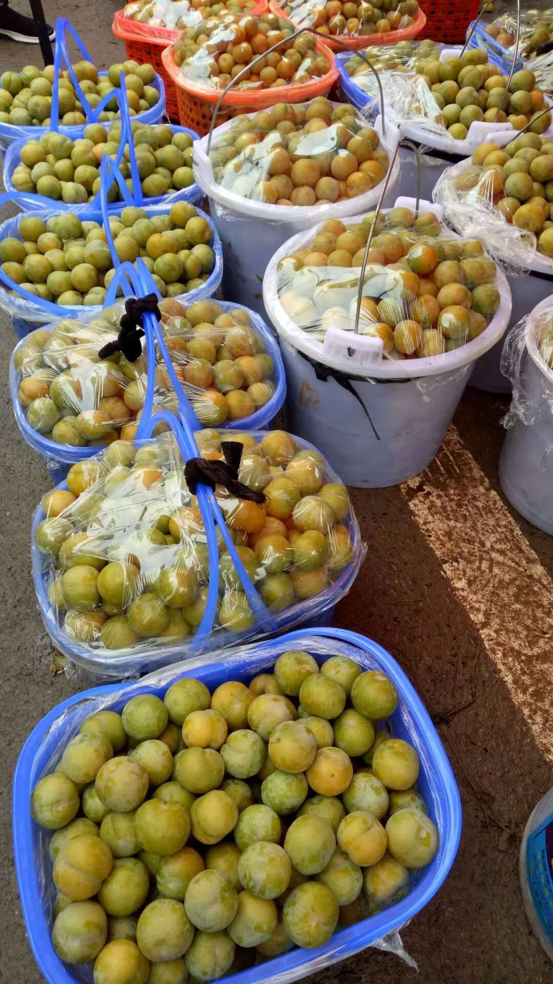 广西玉林蜂糖李苗培育种植基地-广西桂林蜂糖李子苗厂家批发价格图片